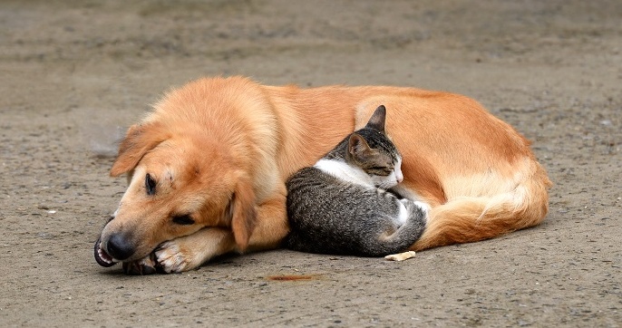 Cães e gatos são bastante suscetíveis a barulhos como os estampidos de rojões - Foto: Freepik/Jornal da Franca